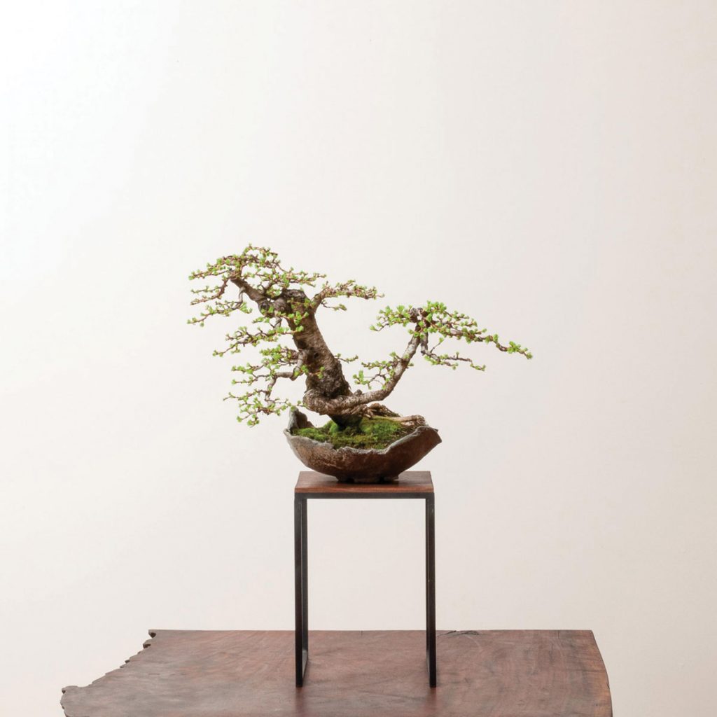 Ryan Neil of Bonsai Mirai Learn from American Bonsai Master