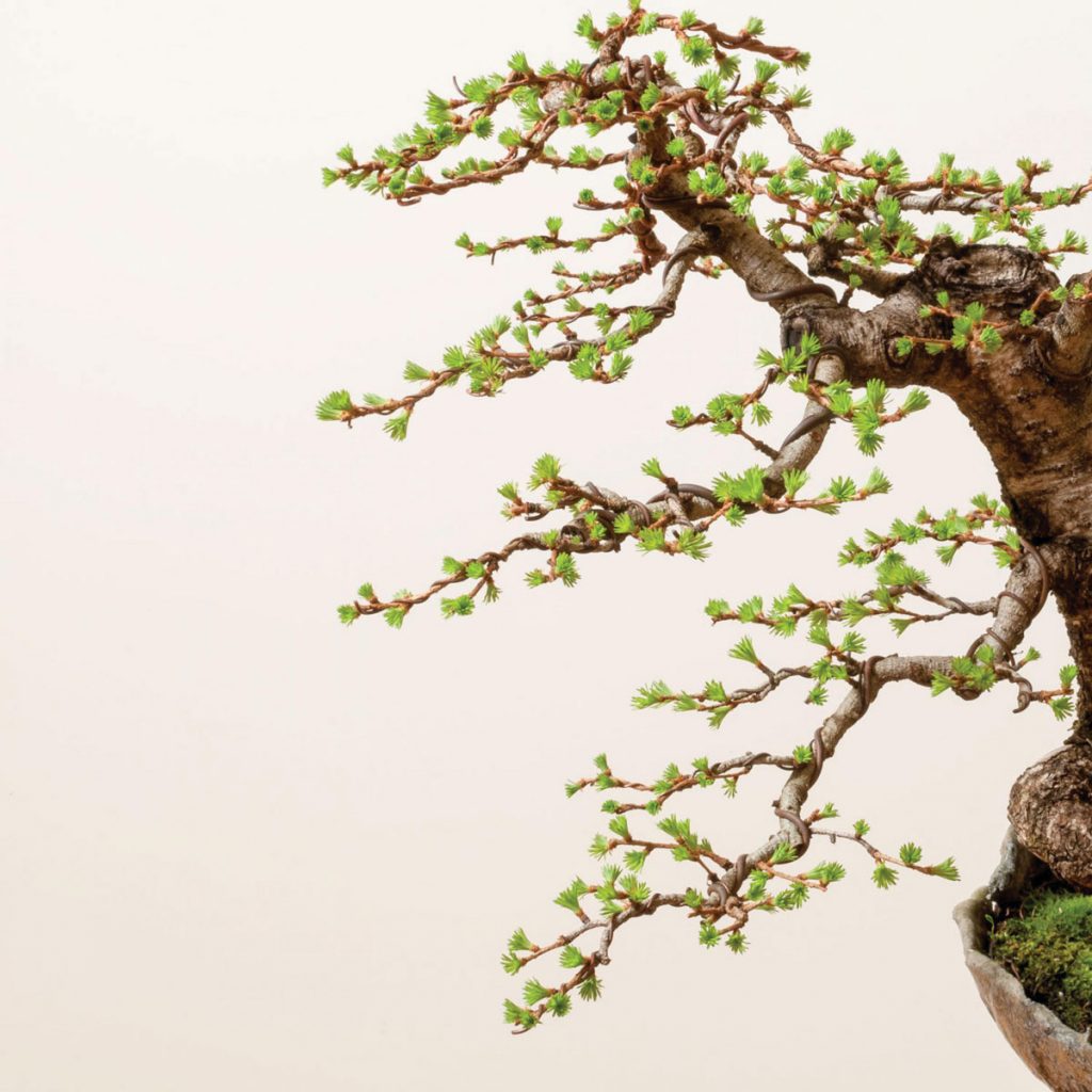 Ryan Neil of Bonsai Mirai Learn from American Bonsai Master