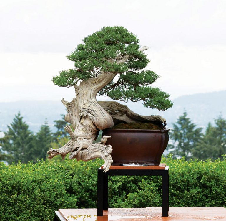 Ryan Neil The Art of Bonsai Magnifissance