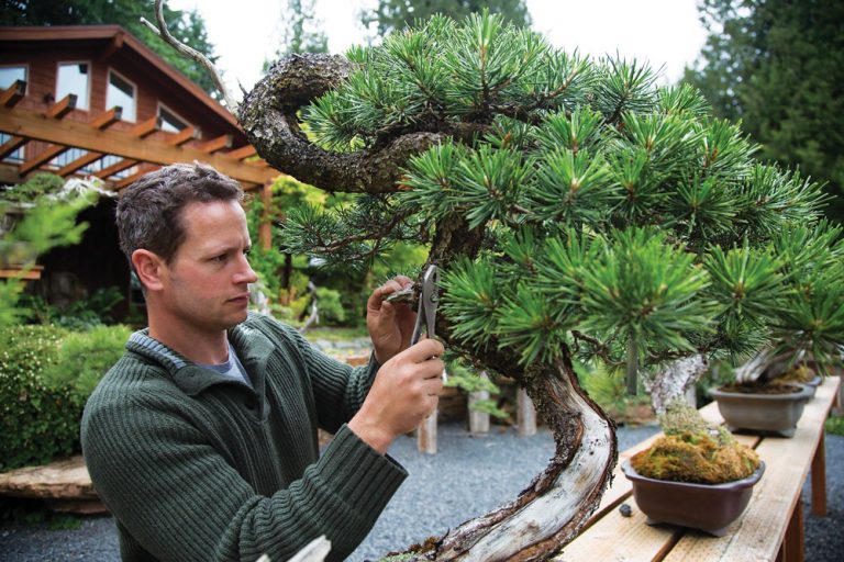 Ryan Neil of Bonsai Mirai Learn from American Bonsai Master