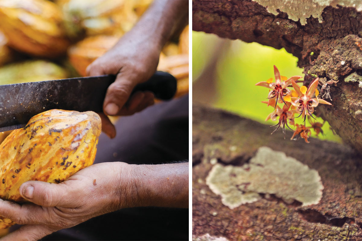 artisanal chocolate is made from raw cacao
