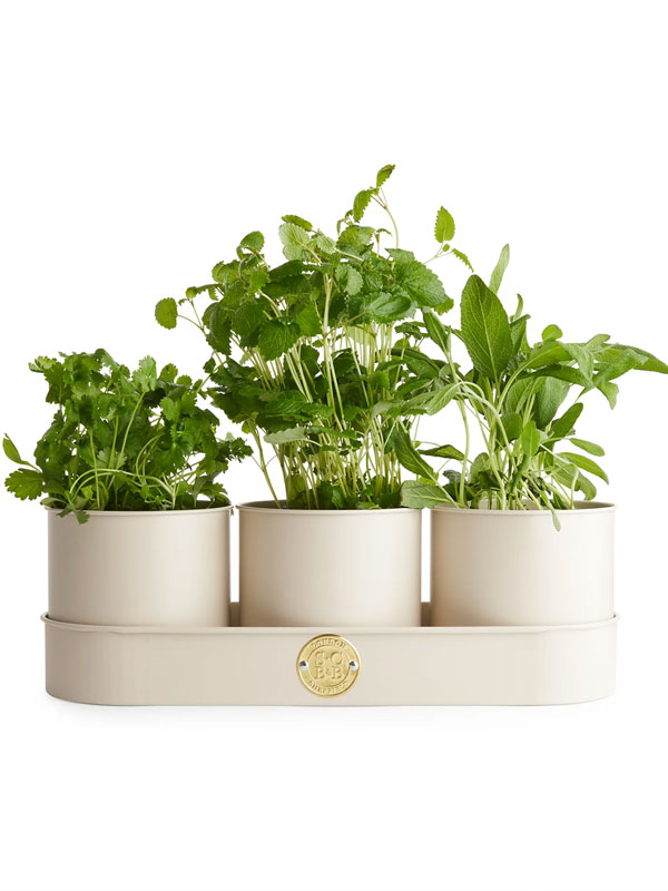 A trio of fresh herb pots